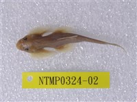 藏品(臺灣間爬岩鰍)的圖片